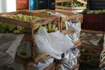 Frutas do Programa de Aquisição de Alimentos
