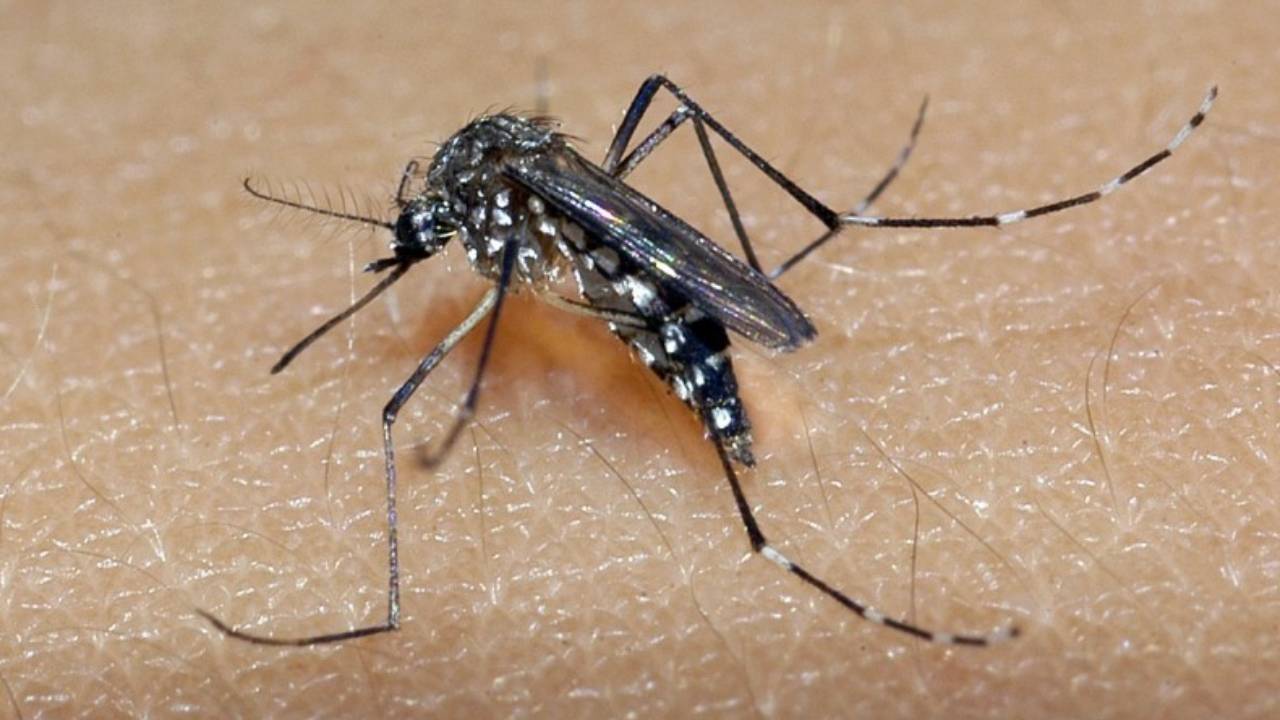 Mosquito Aedes Aegypti