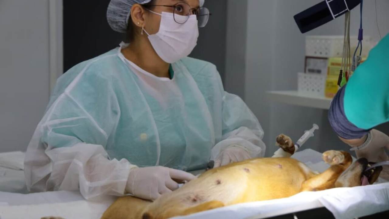 Centro de Castração Animal PATA