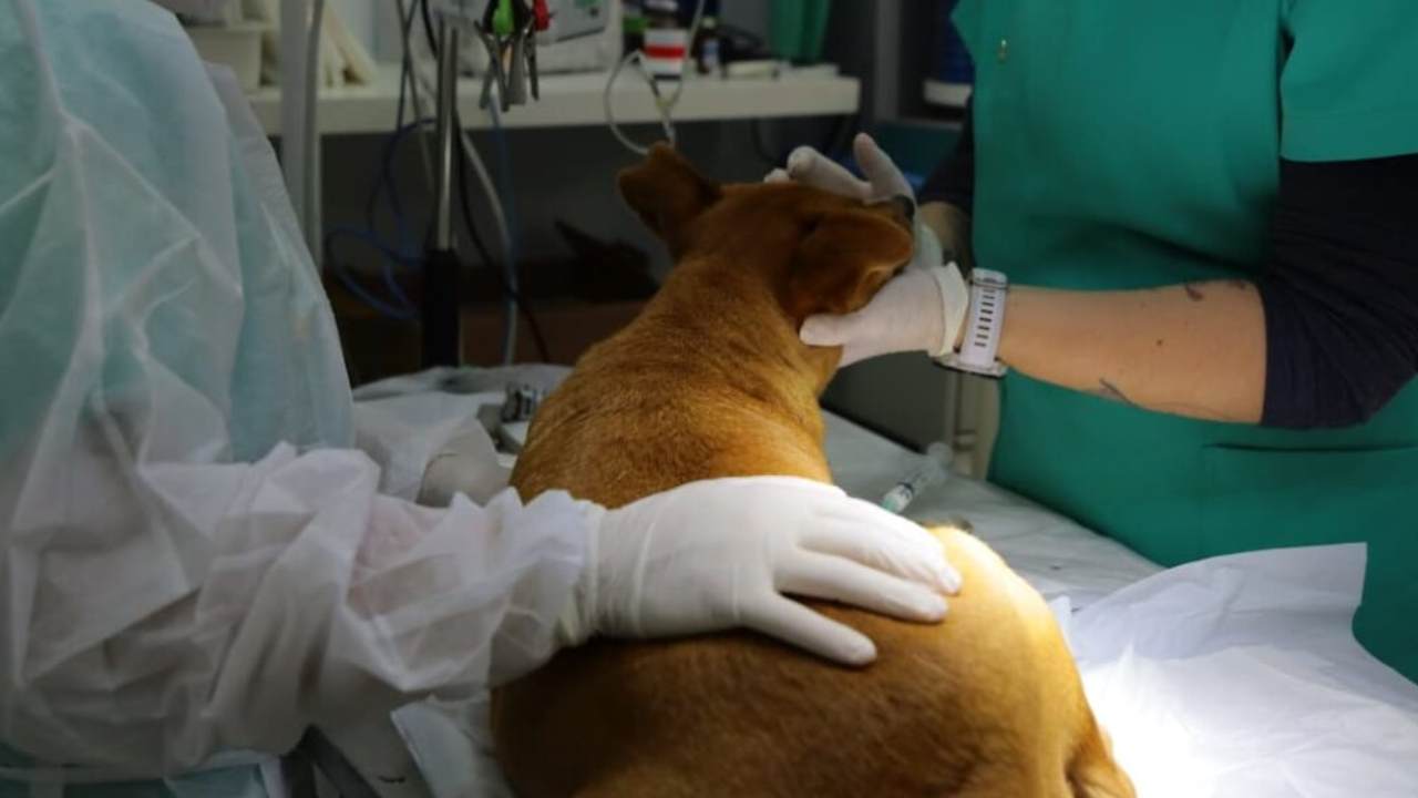 Centro de Acolhimento e Tratamento Animal - CATA